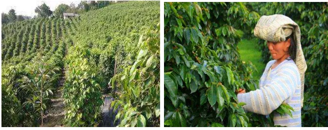 Gambar perkebunan kopi di Desa Sosor Dolok  