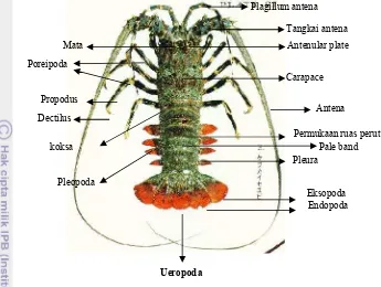 Gambar 2 Morfologi Spiny lobster