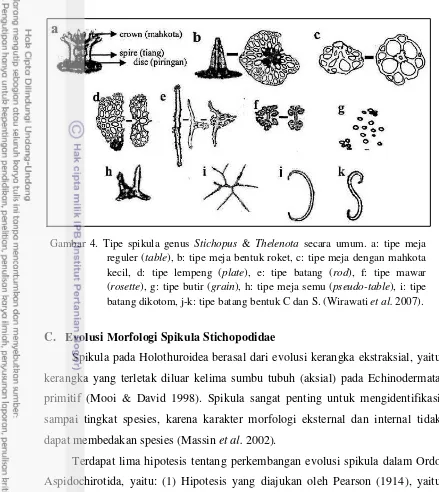 Gambar 4. Tipe spikula genus Stichopus & Thelenota secara umum. a: tipe meja 