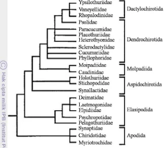 Gambar 5. Pohon filogeni dari Kelas Holothuroidea berdasarkan morfologi 