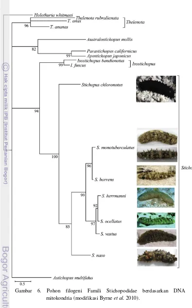 Gambar 6. Pohon filogeni Famili Stichopodidae berdasarkan DNA 