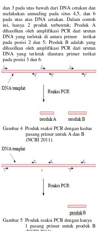 Gambar 4  Produk reaksi PCR dengan kedua  