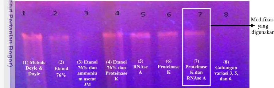 Gambar 7 Elektroforegram variasi metode Doyle & Doyle (1990) tanpa nitrogen cair.  