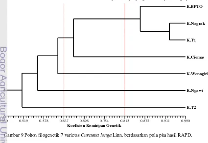 Gambar 9 Pohon filogenetik 7 varietas Curcuma longa Linn. berdasarkan pola pita hasil RAPD