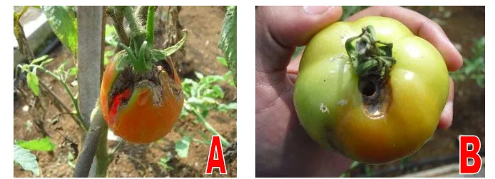 Gambar 3. Penampilan tanaman tomat yang terserang penyakit (A) penyakit layu fusarium (Fusarium oxysporum) (B) Virus Kuning Daun Menggulung (TYLCV) 