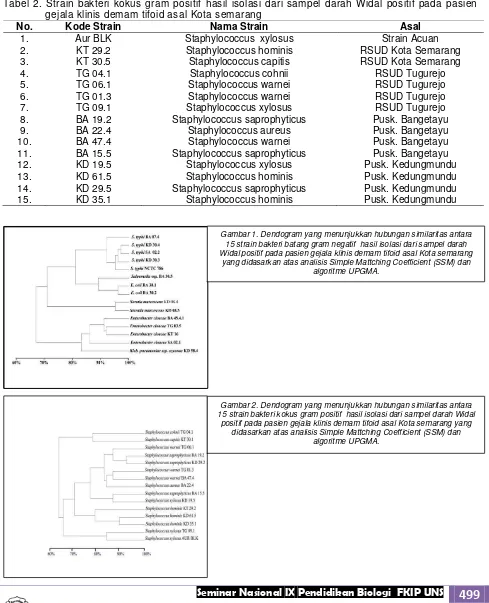 Tabel 2. Strain bakteri kokus gram positif hasil isolasi dari sampel darah Widal positif pada pasien gejala klinis demam tifoid asal Kota semarang 