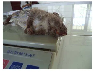 Gambar 8 : (a) tikus mengenali umpan (b) tikus mengonsumsi umpan                                    Sumber : Foto sendiri 