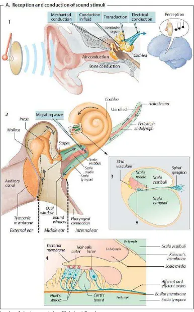 Gambar 2.1. Anatomi dan Fisiologi Pendengaran. Sumber : Despopoulos & Sibernagl, 2003