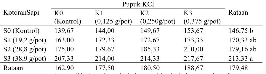 Tabel 4. Tinggi Tanaman dengan Pemberian Pupuk KCl dan Kotoran Sapi  Pupuk KCl 
