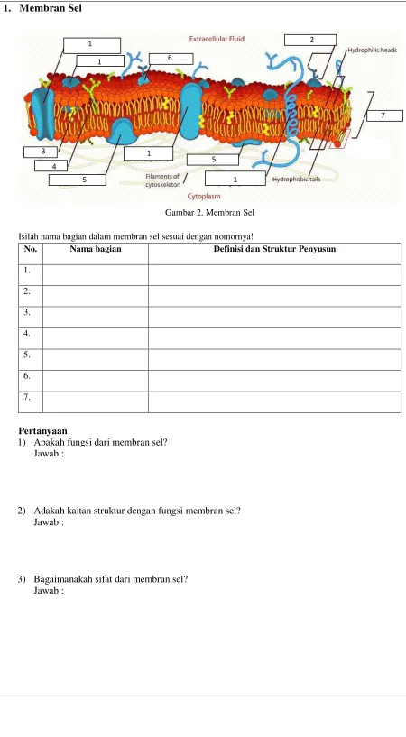 Gambar 2. Membran Sel 