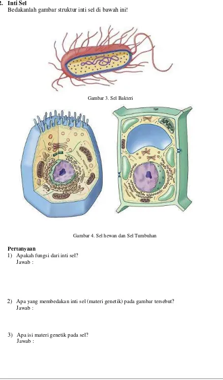 Gambar 3. Sel Bakteri 