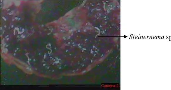Gambar 7. Larva sehat (kiri) dan larva terinfeksi Steinernema spp. (kanan) 