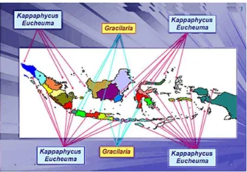 Gambar 1  Lokasi potensial untuk pengembangan rumput laut di Indonesia                          (DKP 2005 in Keppel 2008)