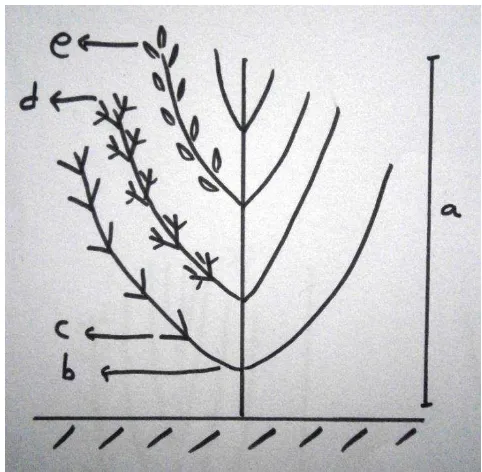 Gambar 1. Ilustrasi parameter pengamatan Keterangan : a. tinggi tanaman; b. cabang primer; c
