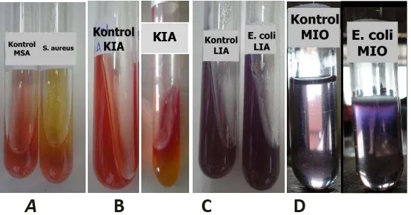 Gambar 1. Uji biokimia bakteri Staphylococcus aureus manitol terhadap dan Eschericia coli ( A: hasil tes Staphylococcus aureus), [hasil uji bakteri Eschericia coli pada media KIA (B), LIA (C), dan MIO (D)] 