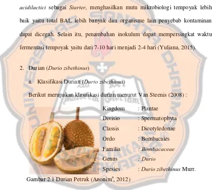 Gambar 2.1 Durian Petruk (Anonima, 2012)  