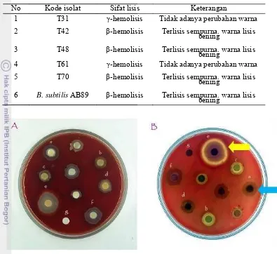 Tabel 6   Reaksi lisis isolat terbanyak kelompok tahan panas pada medium agar darah 