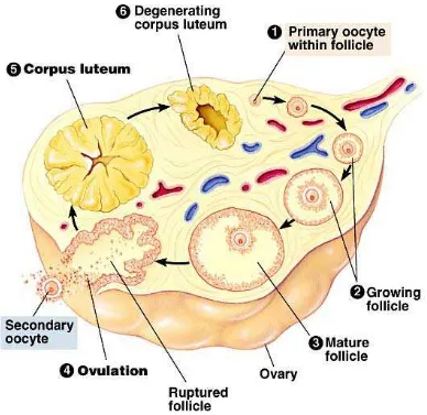 Gambar 2.1. Siklus folikel pada ovarium 