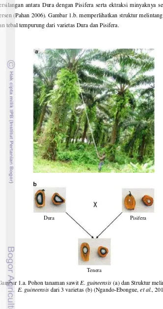 Gambar 1.a. Pohon tanaman sawit E. guineensis (a) dan Struktur melintang buah 
