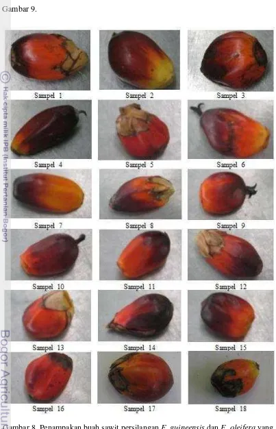 Gambar 9. Gambar 8. Penampakan buah sawit persilangan E. guineensis dan E. oleifera yang 