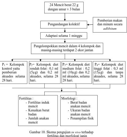 Gambar 10. Skema pengujian in vivo    terhadap                 fertilitas dan morfologi janin i  