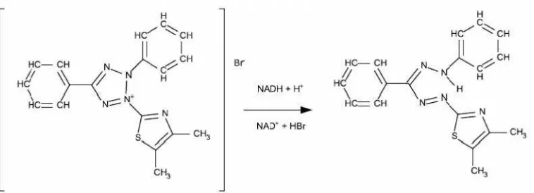 Gambar 4. Mekanisme reaksi Reduksi MTT menjadi MTT formazan oleh enzimsuksinat dehidrogenase (Kubota et al