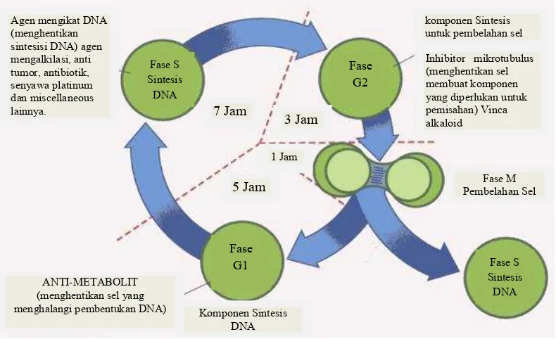 Gambar 5. Mekanisme kerja obat antikanker pada siklus sel(http://habib.blog.ugm.ac.id/files/2010/05/8)