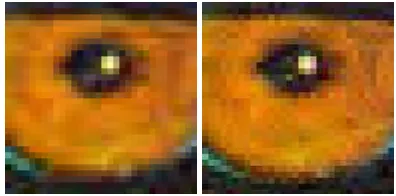 Fig. 9. The comparison between JPEG quantization table with QF = 25 (left) and TMT psychovisual threshold with QS = 25 (right) zoomed in to 400% 