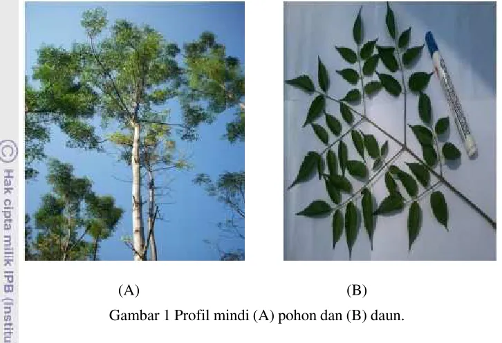 Gambar 1 Profil mindi (A) pohon dan (B) daun.