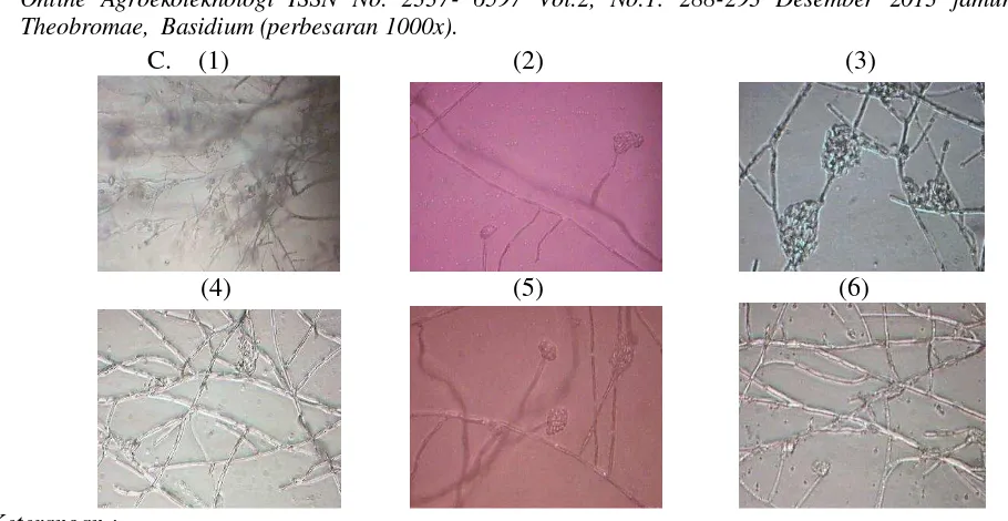 Gambar diatas terlihat bahwa basidium 