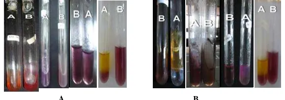 Gambar 2.  pada media KIA, LIA, MIO, dan reaksi indol pada MIO.Hasil uji identifikasi Escherichia coli multiresisten (A) dan Escherichia coli sensitif (B)   