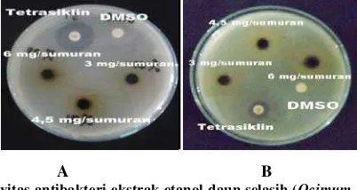 Tabel 2. Hasil uji aktivitas antibakteri ekstrak etanol daun selasih (Ocimum basilicum L.) terhadap bakteri  Escherichia coli sensitif dan multiresisten (n=3)