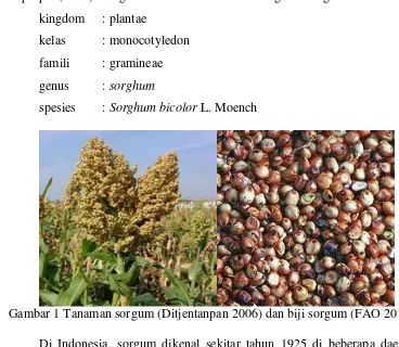 Gambar 1 Tanaman sorgum (Ditjentanpan 2006) dan biji sorgum (FAO 2011) 