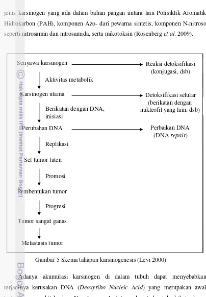 Gambar 5 Skema tahapan karsinogenesis (Levi 2000) 