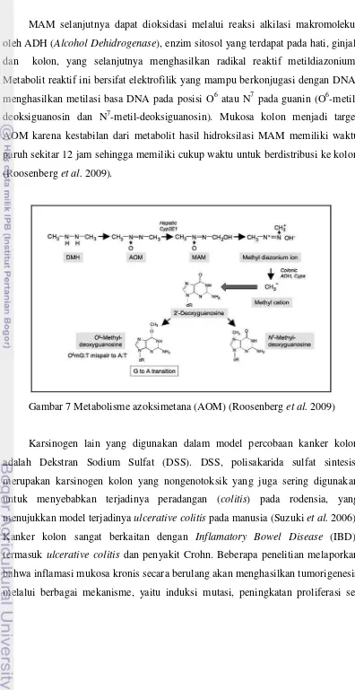 Gambar 7 Metabolisme azoksimetana (AOM) (Roosenberg et al. 2009) 