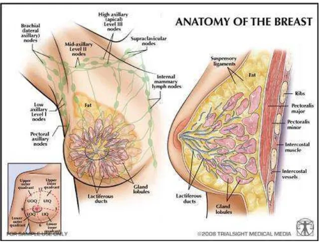 Gambar 2.1 Anatomi Payudara (Sumber: http://humansanatomy.org/  