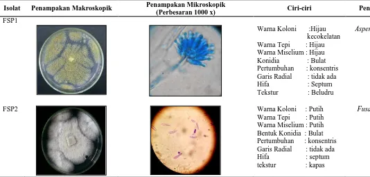 Tabel 5.  Karakterisasi dan identifikasi jamur bioaerosol yang diperoleh dari RSU Pirngadi pada media SDA 