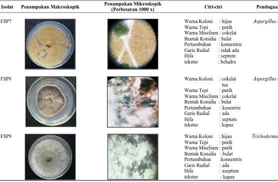 Tabel 5. Karakterisasi dan identifikasi jamur bioaerosol yang diperoleh dari RSU Pirngadi pada media SDA (Lanjutan) 