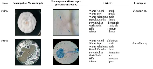 Tabel 5.  Karakterisasi dan identifikasi jamur bioaerosol yang diperoleh dari RSU Pirngadi pada media SDA (Lanjutan)  