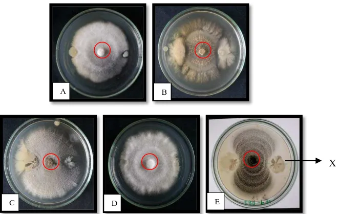 Gambar 6.   Uji daya hambat bakteri filosfer terhadap jamur berpotensi patogen: A. AS2 dengan Fusarium sp.; B