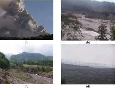 Gambar 1. (a) meluncurnya awan panas erupsi Merapi ke lereng selatan, (b) kondisi hutan lereng selatan Merapi pasca erupsi 2006, (c) kondisi hutan lereng selatan Merapi pasca erupsi 2006 sebelum erupsi 2010, (d) kondisi lereng selatan Merapi pasca erupsi 2