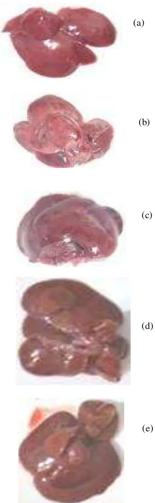 Gambar 2 Foto gambaran warna hati tikus  pada berbagai pelakuan. (a) kontrol negatif, (b) kontrol positif,             (c) perlakuan inhalasi DMPBD,  (d) perlakuan inhalasi sabinena,  (e) perlakuan inhalasi terpinen-4-ol 