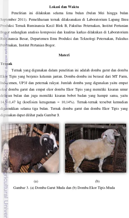 Gambar 3. (a) Domba Garut Muda dan (b) Domba Ekor Tipis Muda 