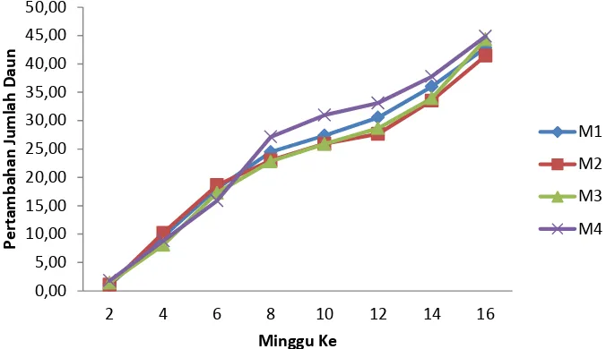 Gambar 3. Grafik pertambahan jumlah daun tanaman jambu madu deli pada komposisi media tanam yang berbeda pengamatan 2 MST-16MST 