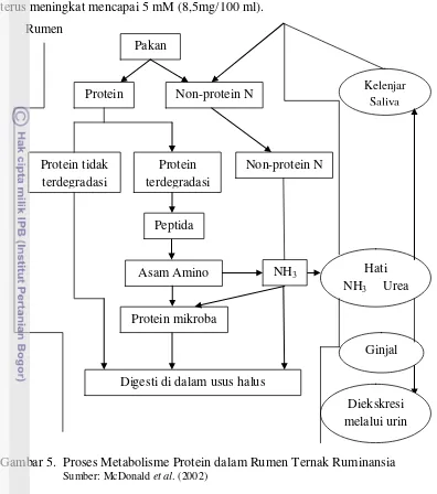 Gambar 5.  Proses Metabolisme Protein dalam Rumen Ternak Ruminansia 