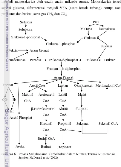 Gambar 6.  Proses Metabolisme Karbohidrat dalam Rumen Ternak Ruminansia 