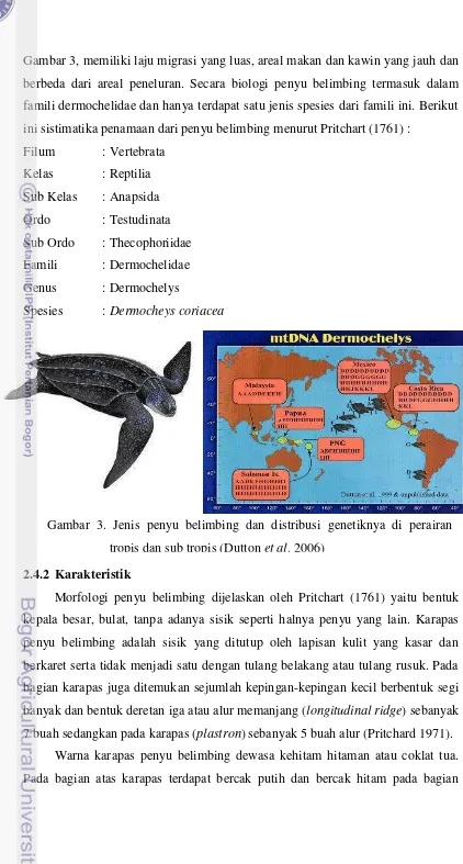 Gambar 3, memiliki laju migrasi yang luas, areal makan dan kawin yang jauh dan 