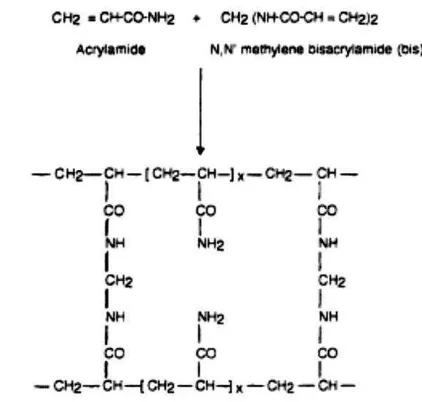 Gambar 5 Proses polimerisasi dari akrilamida (Walker 1996) 