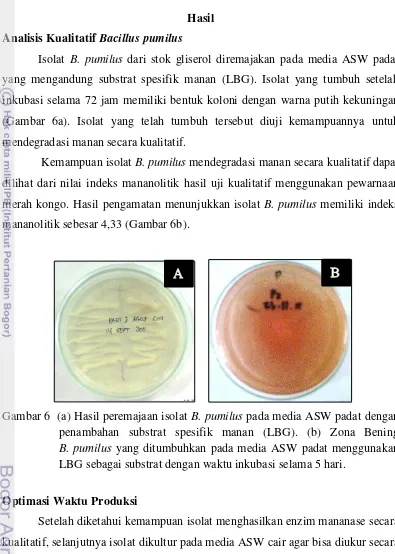 Gambar 6  (a) Hasil peremajaan isolat B. pumilus pada media ASW padat dengan 