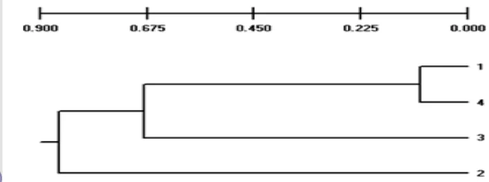 Gambar 5Dendogram (wright genetic distance)/ ketidakmiripan genetik empat 